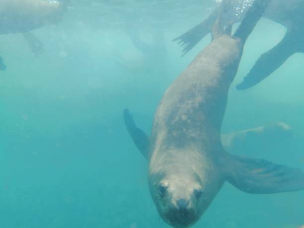 istock Swimming with Sea Lions 1216028496