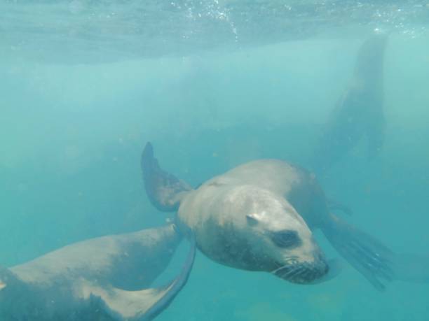 istock Swimming with Sea Lions 1216028511
