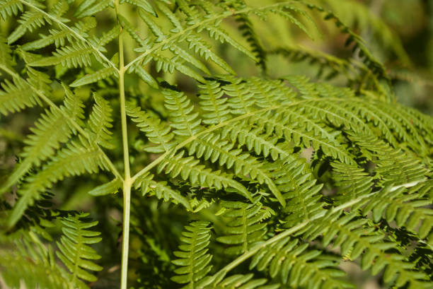 istock green fern backfround 1216028825