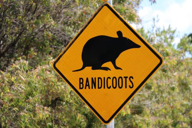 istock Traffic sign for bandicoots, Australia 1216029154