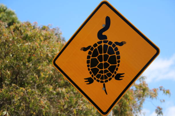 istock Traffic sign for turtles, Australia 1216029250