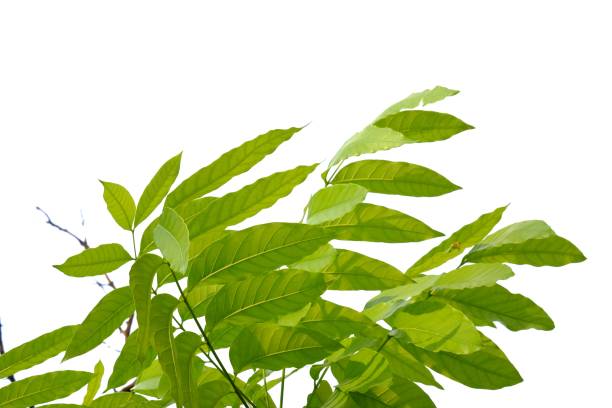 istock Tropical tree leaves on white isolated background for green foliage backdrop 1216029272
