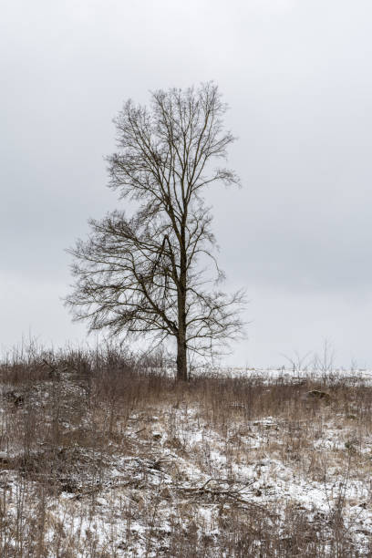 istock uneven ugly tree on the horizon, field with dry grass covered with snow, nature abstract background 1216030066