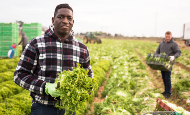 istock Successful African farmer with frisee in hands 1216030316