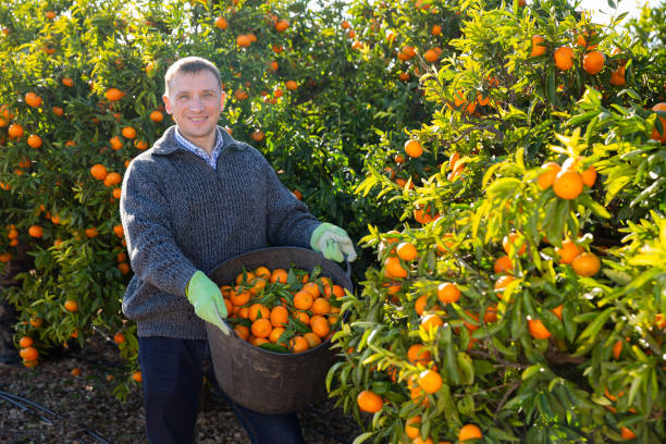 istock Worker harvesting mandarins on farm 1216031796