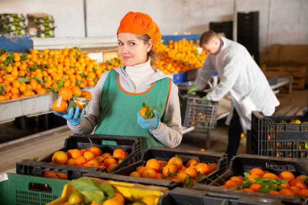 istock Man and woman working on tangerines sorting line 1216032192