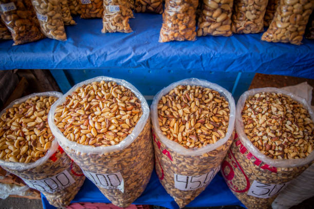 istock Brazil's Chestnut See-o-Peso. 1216034919