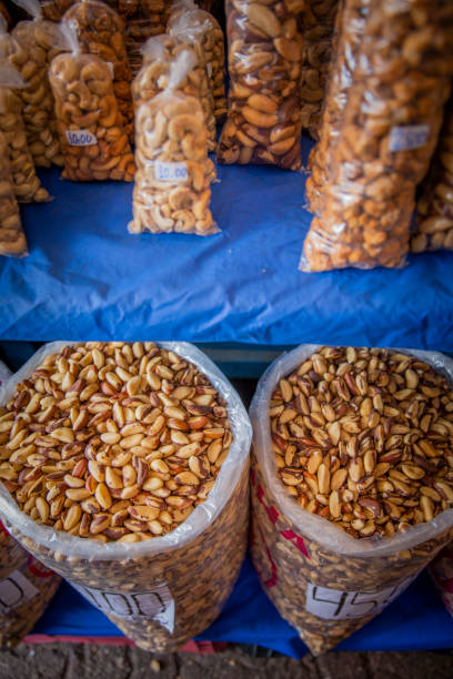 istock Brazil's Chestnut See-o-Peso. 1216034929