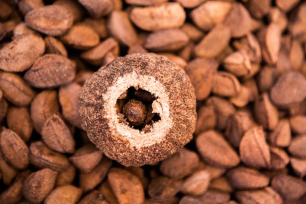 istock Brazil's Chestnut See-o-Peso. 1216034945