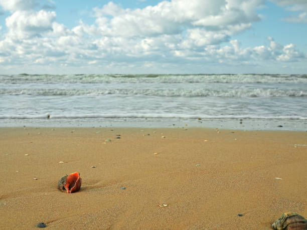 istock Shells on sand at beach after storm. Shallow depth of field on the seashell on the left side of the frame. Copy space. 1216035538