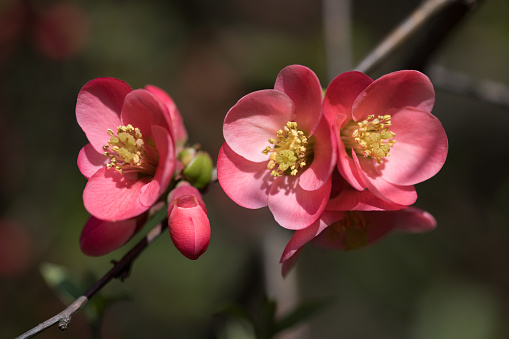 Pink japanese quince flower with yellow pistil in the center and buds at springtime