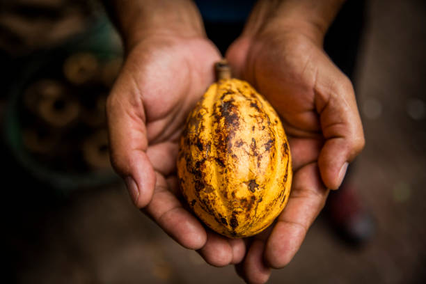 Market Market (Cocoa). cacao fruit stock pictures, royalty-free photos & images