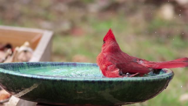 Northern Cardinal enjoys a bath and splashes water everywhere