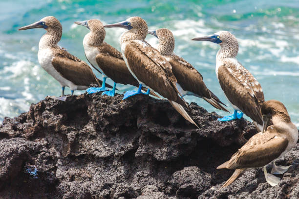 galapagos niebiesko-footed boobies - footed zdjęcia i obrazy z banku zdjęć