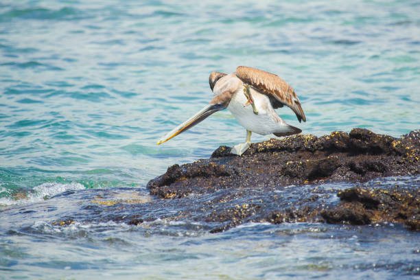 istock Pelican in Galapagos Islands 1216040189