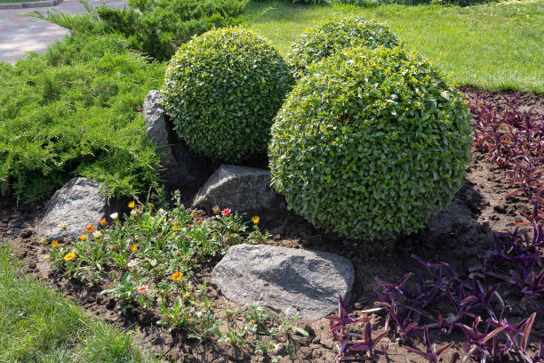 istock Park with bushes and stones. Landscape design 1216040229