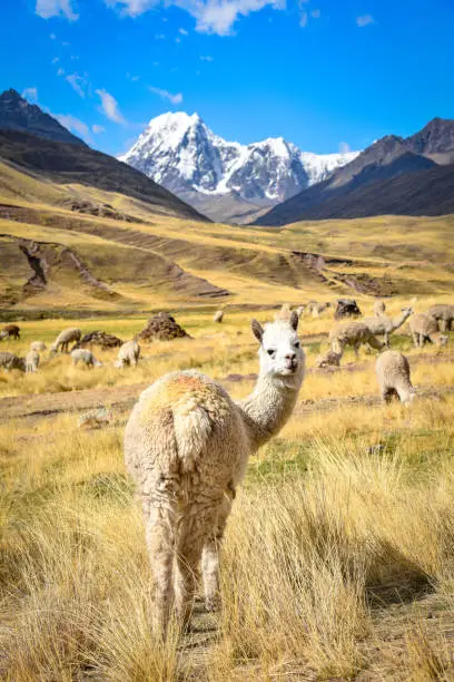 An Alpaca stands among dramatic mountain landscapes in the Chillca Valley, part of the Vilcanota mountain ranges in the Peruvian Andes. Ausangate, Cusco, Peru