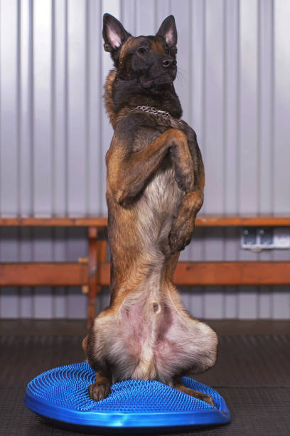 Active Belgian Shepherd dog Malinois posing indoors sitting up on its back legs on a blue balance disc with bumps