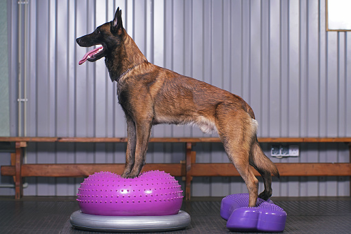 Active Belgian Shepherd dog Malinois posing indoors standing on an inflatable pink balance donut and a violet balance fitbone with bumps