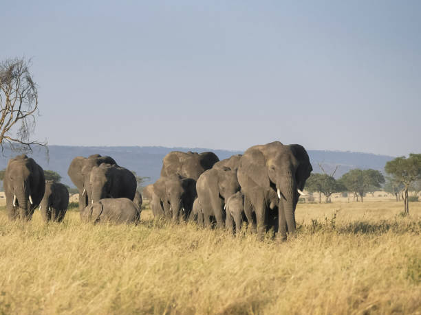 istock an elephant herd walking towards the camera at serengeti 1216044568