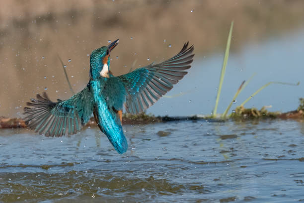 istock kingfisher fishing (Alcedo atthis) 1216044769