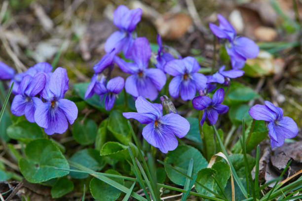 istock Violet violets flowers in full bloom in the spring forest. 1216044829