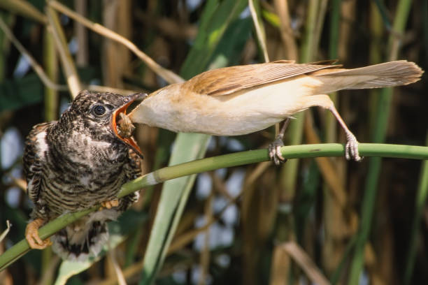 great reed warbler with cuckoo great reed warbler with cuckoo marsh warbler stock pictures, royalty-free photos & images