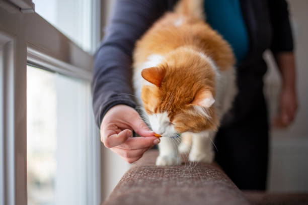 istock Cat is eating food. 1216045508