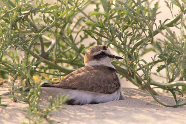 Kentish plover at nest (Charadrius alexandrinus)