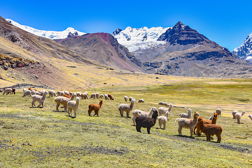A flock of sheep graze on green grass with dry arid mountainous terrain in the distance and snow capped peaks