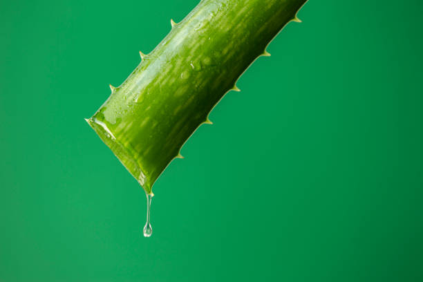 Aloe vera leaf Aloe vera leaf cut. Close-up. Natural day light. Aloe vera is a very popular plant used medicinally all over the world. In the Western world, it is used as an important ingredient in the cosmetic and pharmaceutical industries. aloe juice stock pictures, royalty-free photos & images