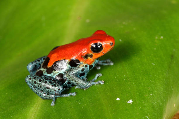 istock Poison dart frog (Ranitomeya amazonica) on leaf 3 1216049180