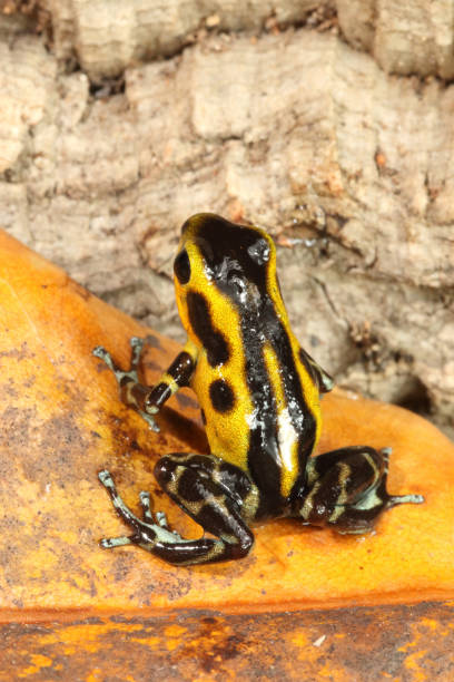 istock Poison dart frog (Oophaga pumilio - Rio Bronco) male rear view 1216049211