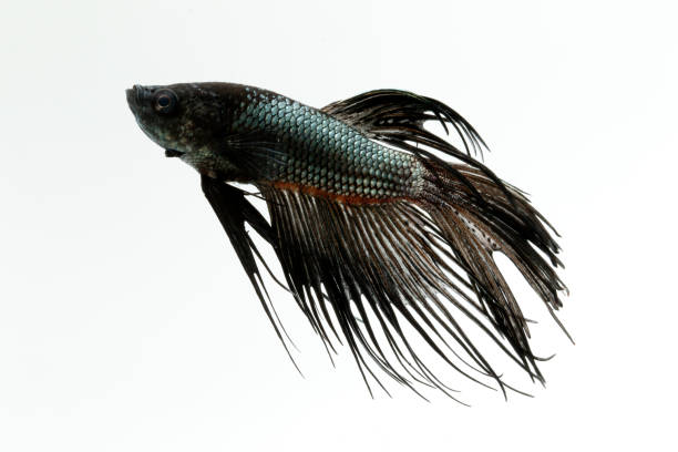 Free picture: black, fish, aquarium, freshwater fish