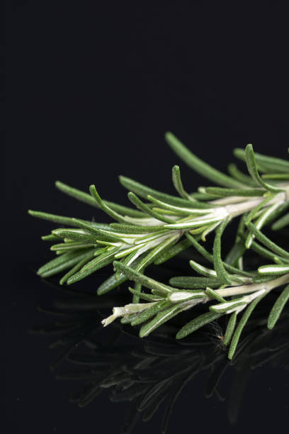 istock Rosemary branches isolated on the black background table with reflections 1216050902