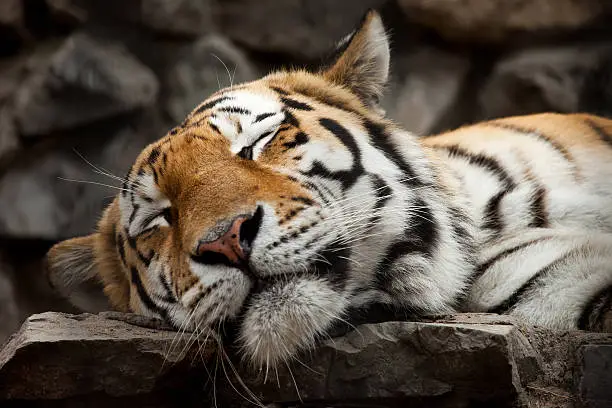 Photo of sleeping tiger