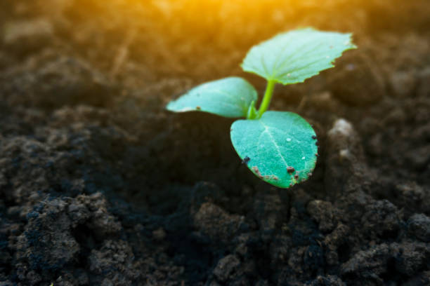 cucumber sapling cultured in the greenhouse under sunshine in vegetable garden