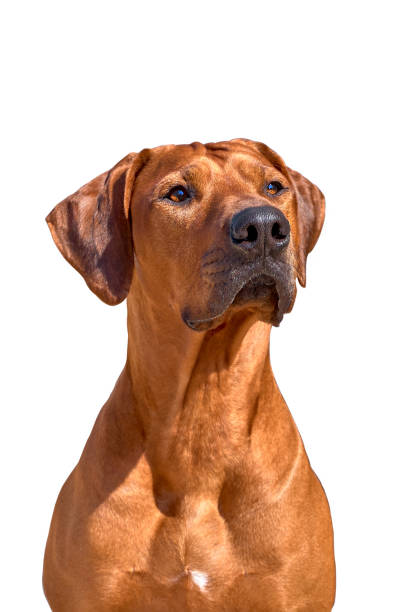 istock Rhodesian ridgeback dog  isolated on white background 1216051783
