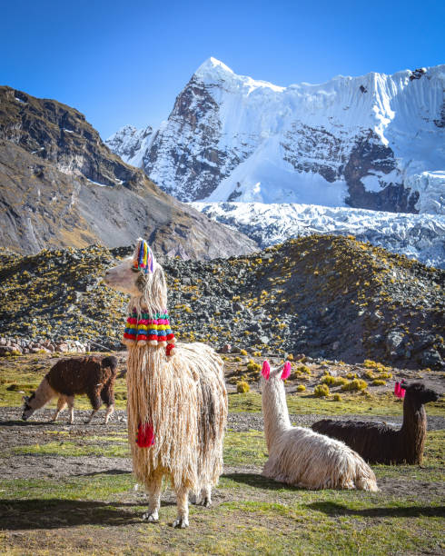 istock Llama pack in Cordillera Vilcanota, Ausungate, Cusco, Peru 1216051844