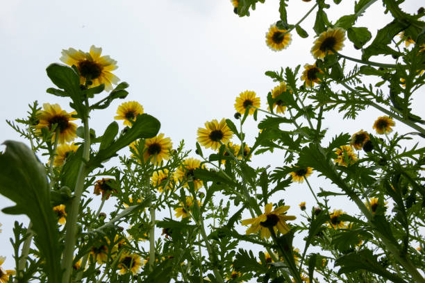 istock crown daisy flowering in the agriculture field under sunshine low angle view 1216051906