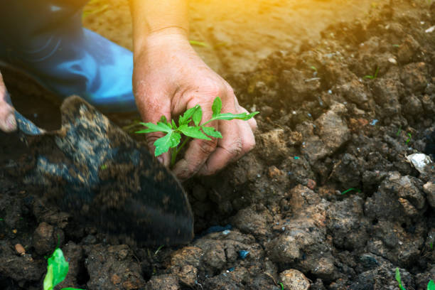 istock planting tomato sapling in the agriculture field with phosphate fertilizer 1216051979