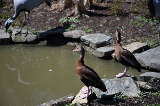 istock Black bellied whistling duck 1216051998