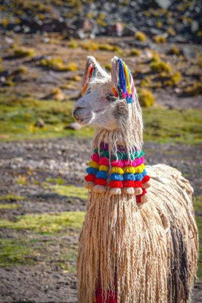 Portrait of an alpaca with a light colored fur. Animal close-up. Vicugna pacos.