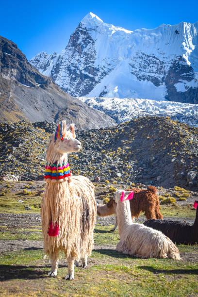 istock Llama pack in Cordillera Vilcanota, Ausungate, Cusco, Peru 1216052782