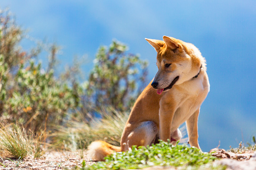 A shiba inu sitting in the mountain and looking at his tail. Montserrat, Barcelona, Spain