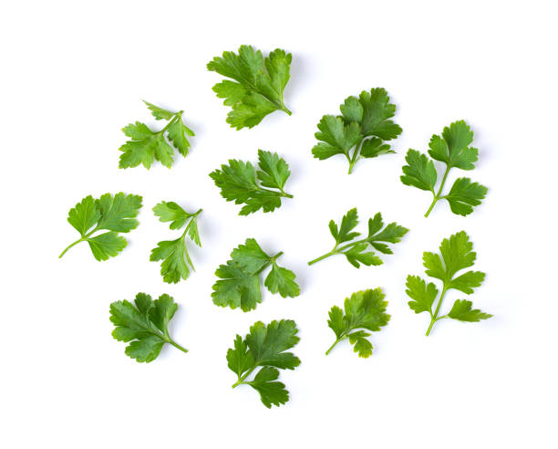 istock Parsley on a white background. top view 1216053129