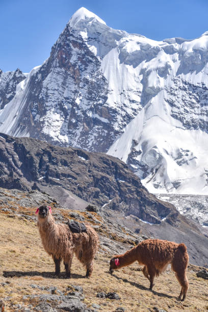 istock Llama pack in Cordillera Vilcanota, Ausangate, Cusco, Peru .. 1216053766