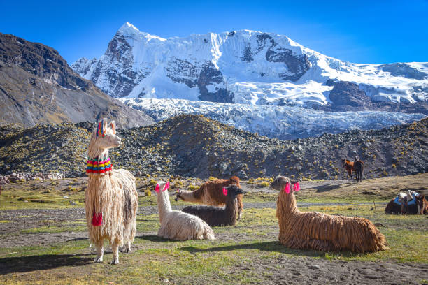 istock Llama pack in Cordillera Vilcanota, Ausungate, Cusco, Peru 1216053860