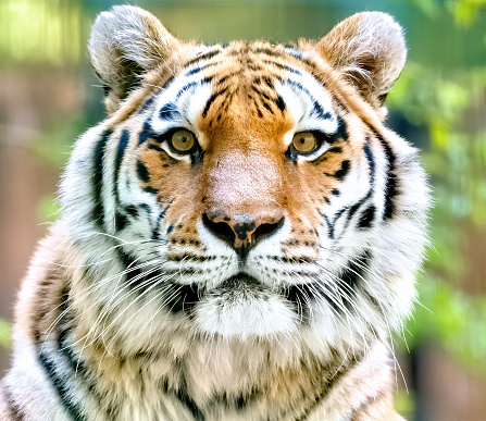 Close up of a beautiful Siberian Tiger.\n\n[[url=http://deutsch.istockphoto.com/file_search.php?action=file&lightboxID=7987864][img]http://www7.pic-upload.de/20.07.13/t8bcbis5vgtf.jpg[/img][/url]