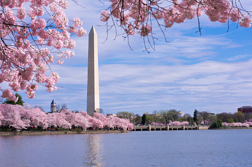 Washington Monument framed with cherry blossoms. Spring in Washington, D.C. at the Tidal Basin.